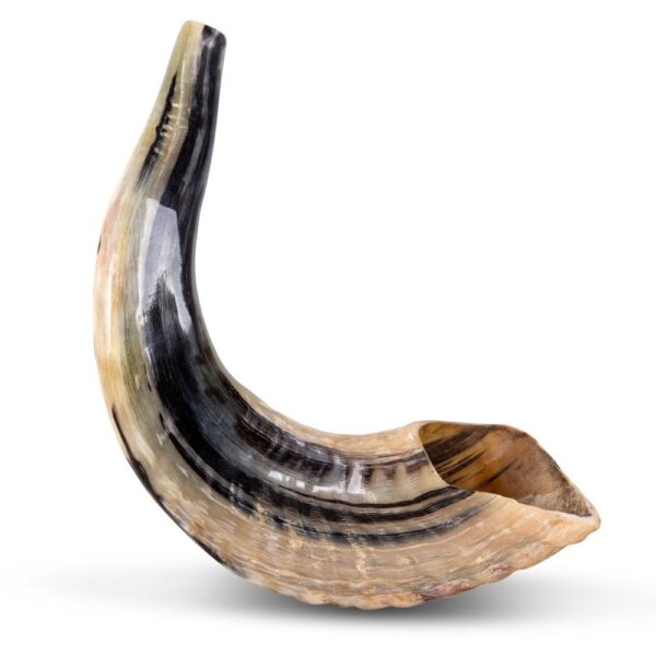Ram Horn Shofar