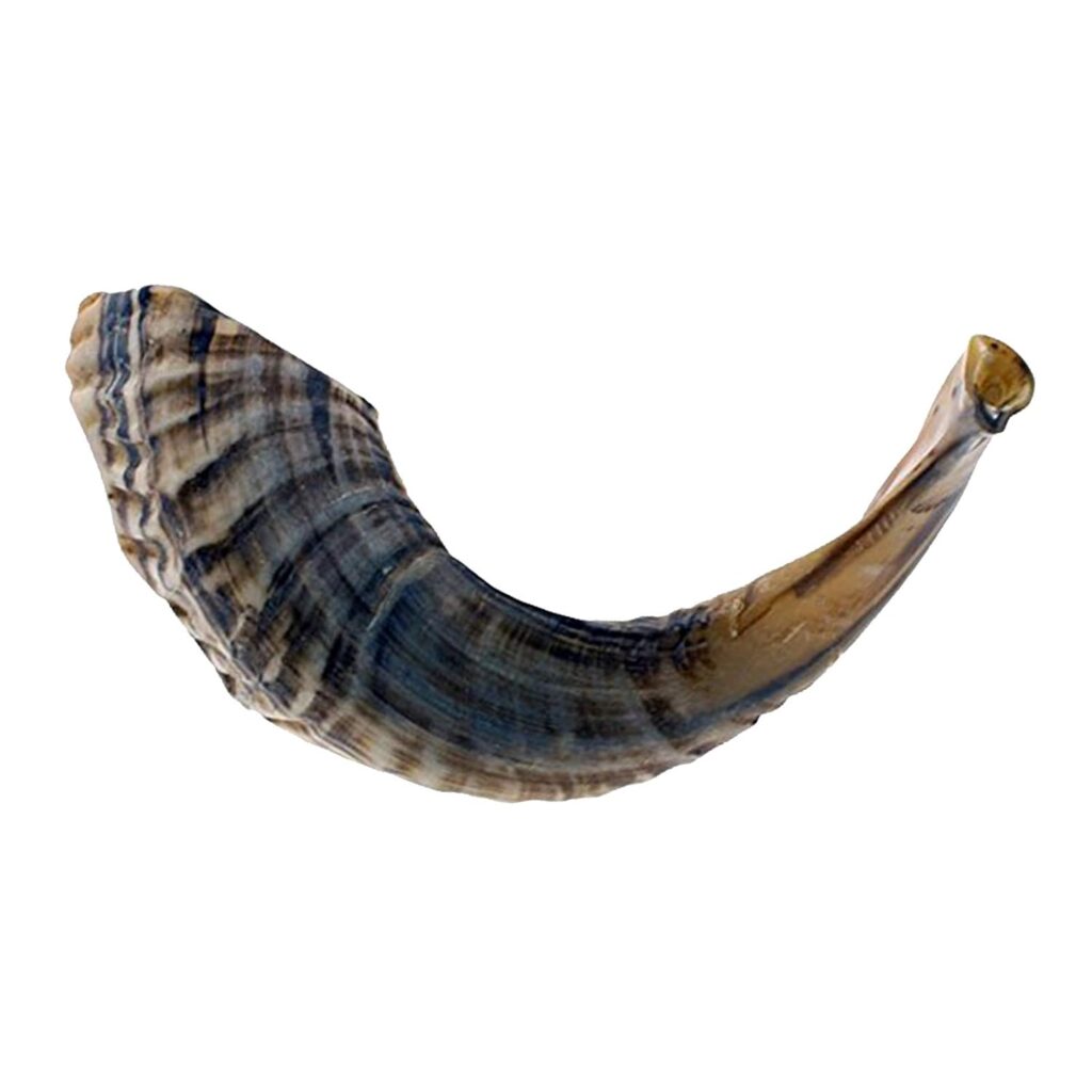 Ram Horn Shofar - Image 2